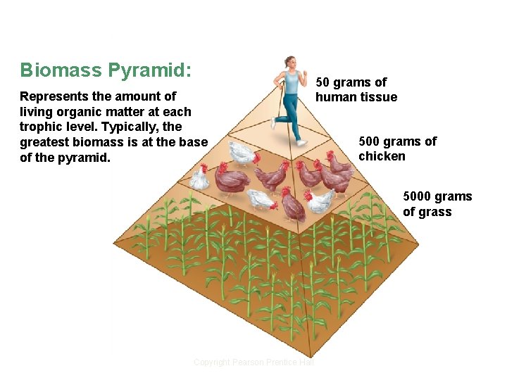 Ecological Pyramids Biomass Pyramid: Represents the amount of living organic matter at each trophic