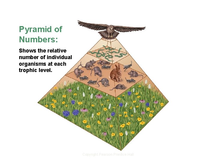 Ecological Pyramids Pyramid of Numbers: Shows the relative number of individual organisms at each