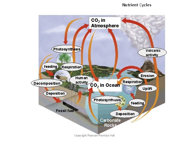 Nutrient Cycles CO 2 in Atmosphere Photosynthesis feeding Volcanic activity Respiration Decomposition Human activity Nutrient Cycles CO 2 in Atmosphere Photosynthesis feeding Volcanic activity Respiration Decomposition Human activity