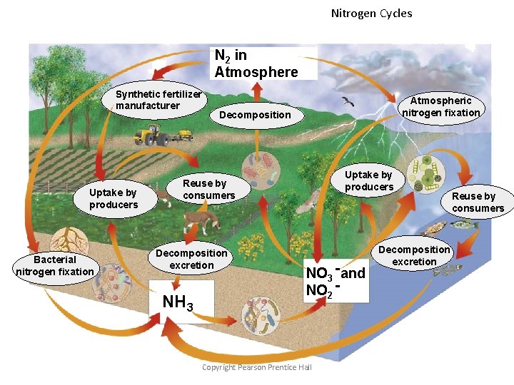 Nitrogen Cycles N 2 in Atmosphere Synthetic fertilizer manufacturer Uptake by producers Bacterial nitrogen