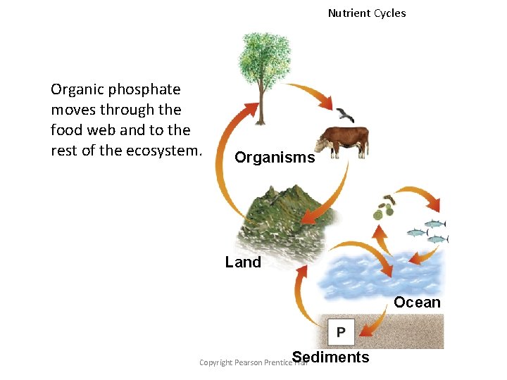 Nutrient Cycles Organic phosphate moves through the food web and to the rest of