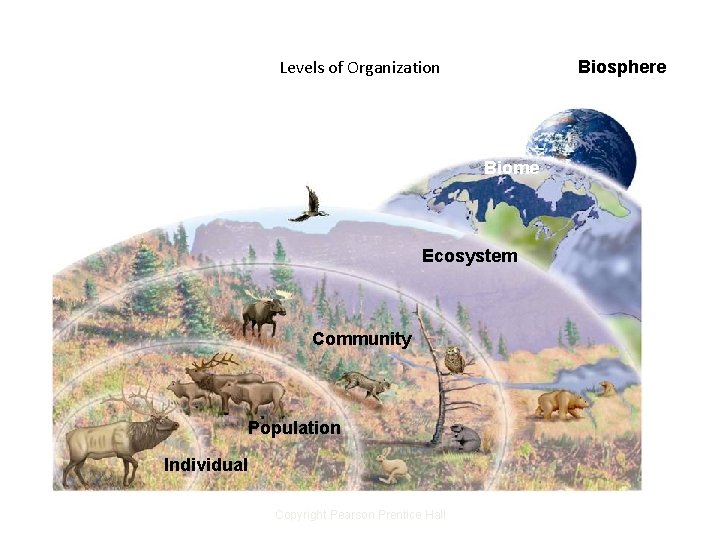 Levels of Organization Biosphere Biome Ecosystem Community Population Individual Copyright Pearson Prentice Hall 