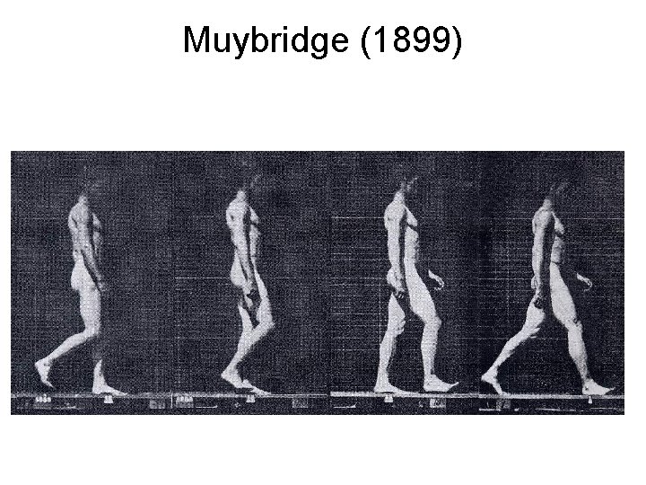 Muybridge (1899) 