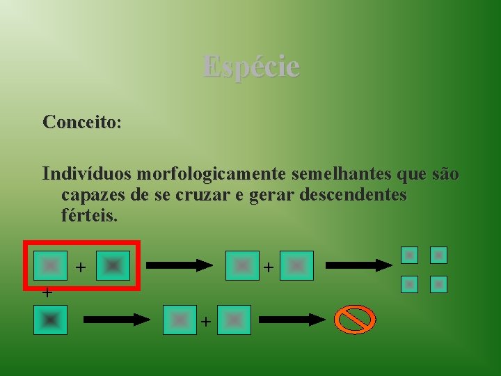 Espécie Conceito: Indivíduos morfologicamente semelhantes que são capazes de se cruzar e gerar descendentes