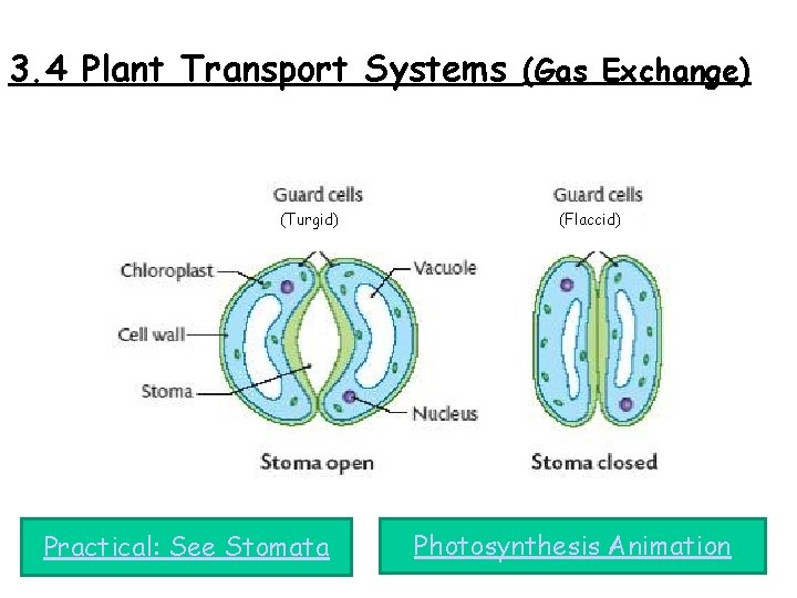 3. 4 Plant Transport Systems (Gas Exchange) (Turgid) Practical: See Stomata (Flaccid) Photosynthesis Animation