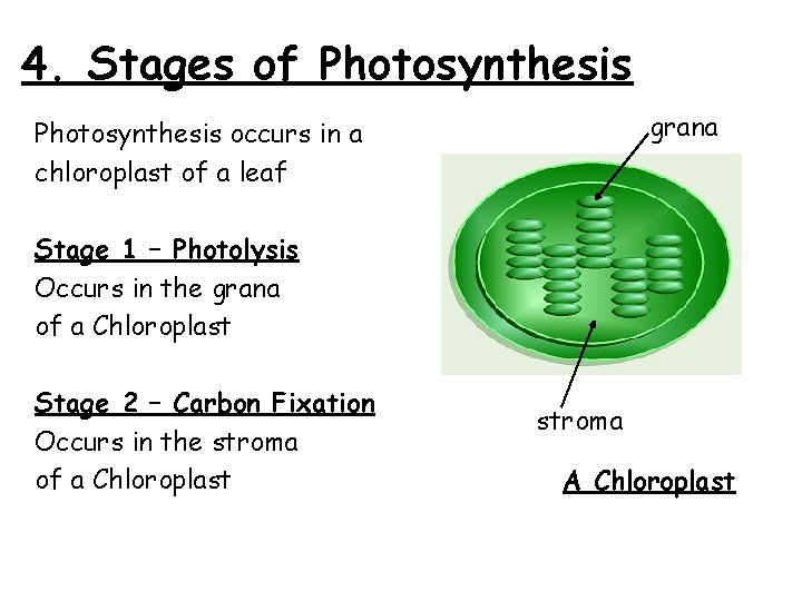 4. Stages of Photosynthesis grana Photosynthesis occurs in a chloroplast of a leaf Stage