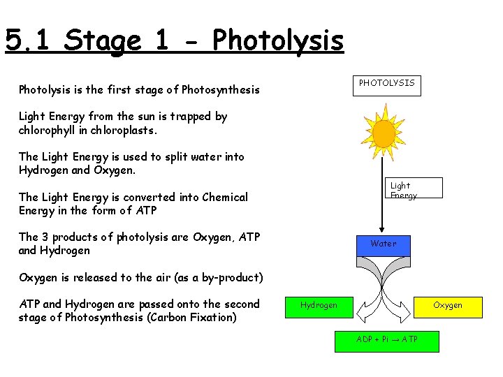 5. 1 Stage 1 - Photolysis PHOTOLYSIS Photolysis is the first stage of Photosynthesis