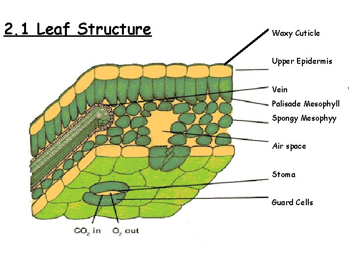 2. 1 Leaf Structure Waxy Cuticle Upper Epidermis Vein (Xylem & Phloem) Palisade Mesophyll