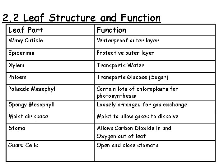 2. 2 Leaf Structure and Function Leaf Part Function Waxy Cuticle Waterproof outer layer