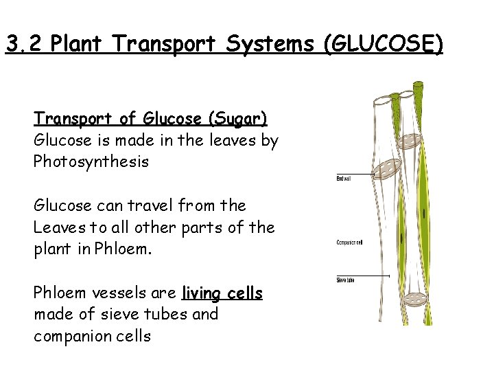 3. 2 Plant Transport Systems (GLUCOSE) Transport of Glucose (Sugar) Glucose is made in