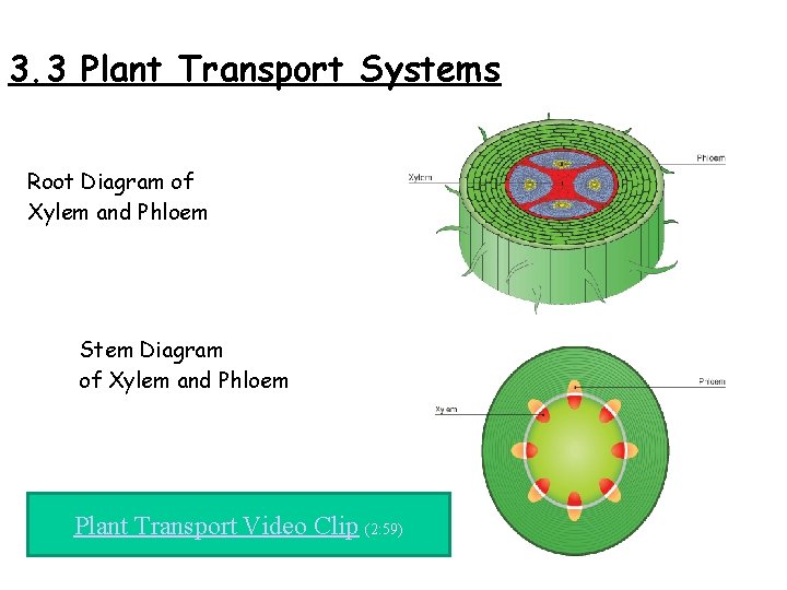 3. 3 Plant Transport Systems Root Diagram of Xylem and Phloem Stem Diagram of