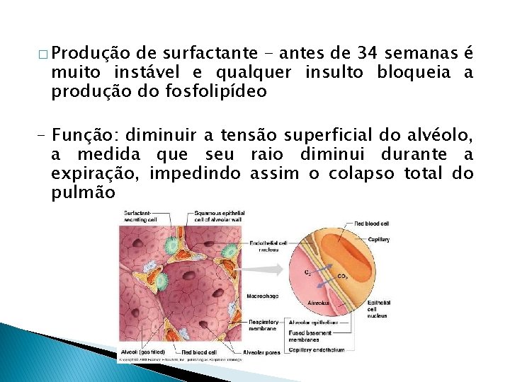 � Produção de surfactante - antes de 34 semanas é muito instável e qualquer