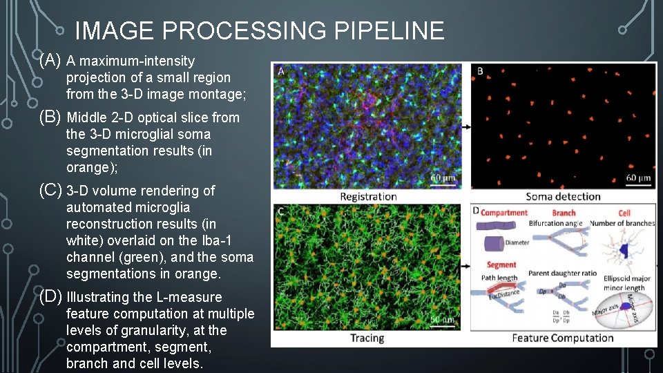 IMAGE PROCESSING PIPELINE (A) A maximum-intensity projection of a small region from the 3