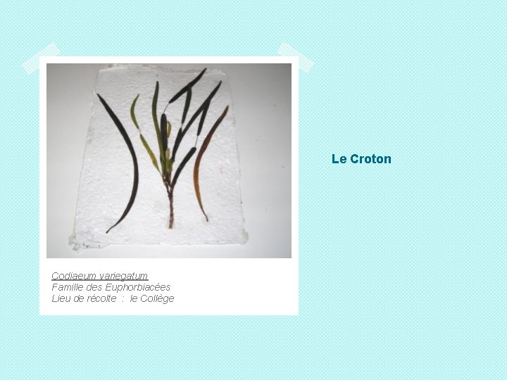 Le Croton Codiaeum variegatum Famille des Euphorbiacées Lieu de récolte : le Collège 