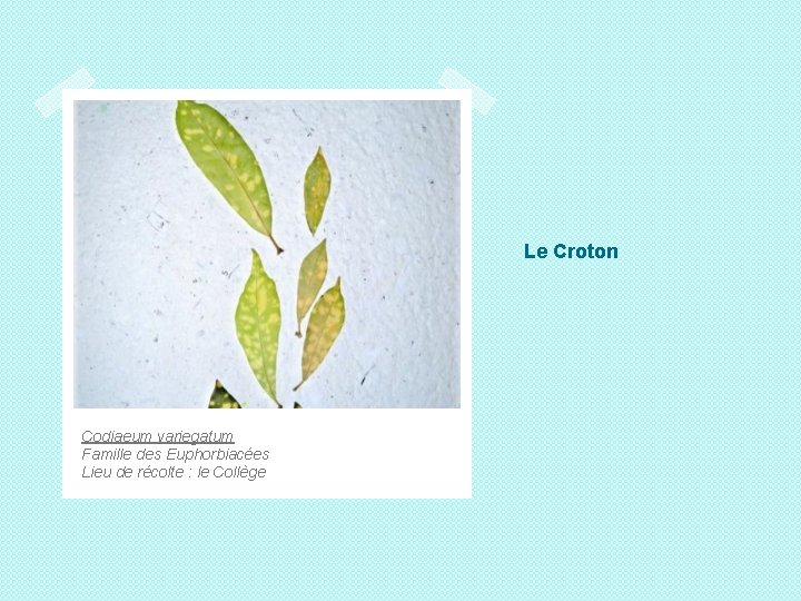 Le Croton Codiaeum variegatum Famille des Euphorbiacées Lieu de récolte : le Collège 
