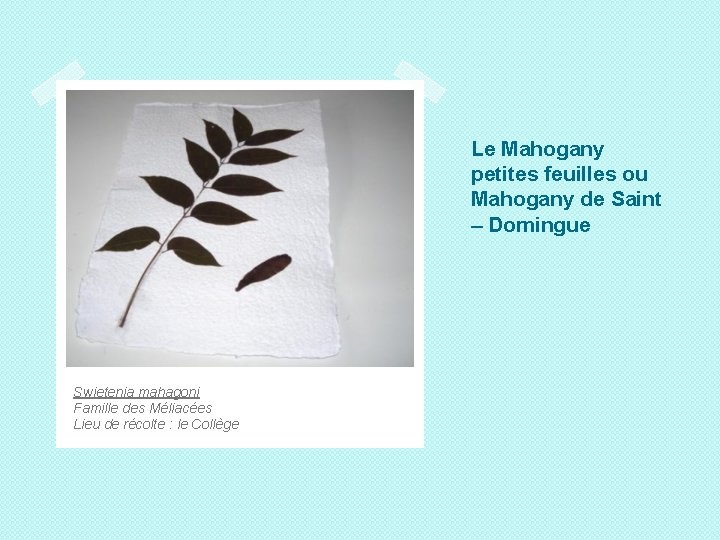 Le Mahogany petites feuilles ou Mahogany de Saint – Domingue Swietenia mahagoni Famille des