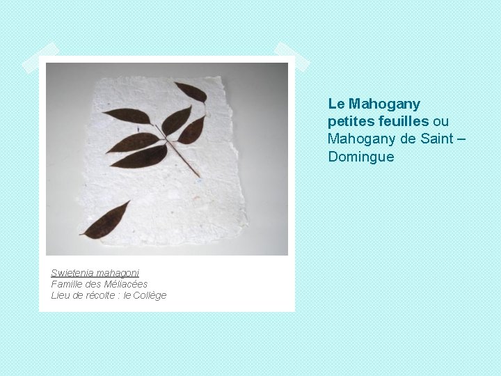 Le Mahogany petites feuilles ou Mahogany de Saint – Domingue Swietenia mahagoni Famille des