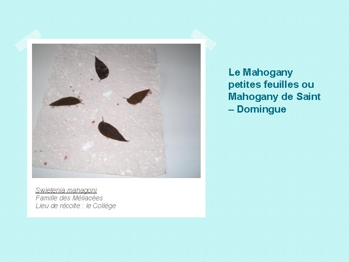 Le Mahogany petites feuilles ou Mahogany de Saint – Domingue Swietenia mahagoni Famille des