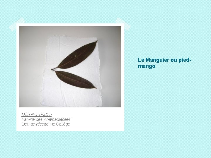 Le Manguier ou piedmango Mangifera indica Famille des Anarcadiacées Lieu de récolte : le