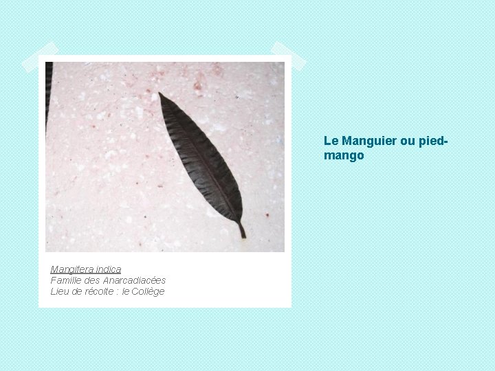 Le Manguier ou piedmango Mangifera indica Famille des Anarcadiacées Lieu de récolte : le