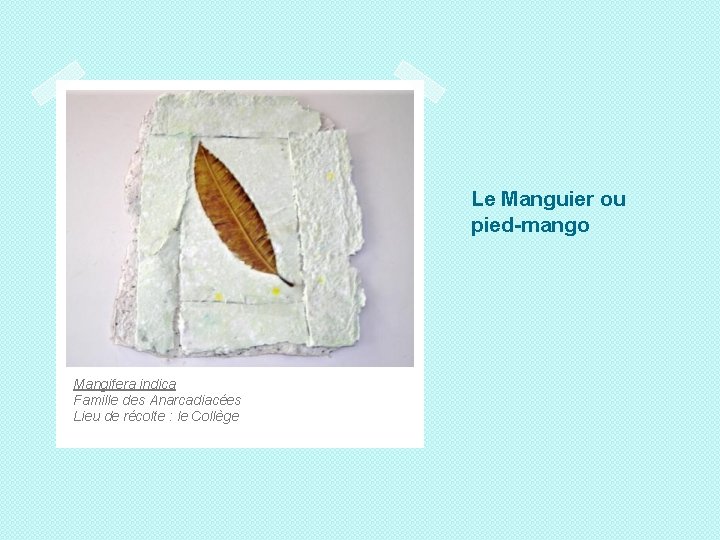 Le Manguier ou pied-mango Mangifera indica Famille des Anarcadiacées Lieu de récolte : le