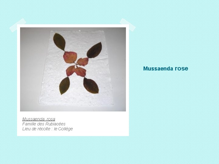 Mussaenda rose Mussaenda rosa Famille des Rubiacées Lieu de récolte : le Collège 