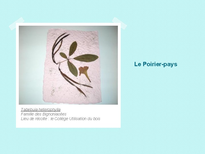 Le Poirier-pays Tabebuia heterophylla Famille des Bignoniacées Lieu de récolte : le Collège Utilisation