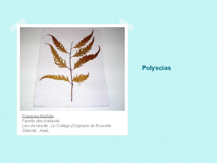 Polyscias filicifolia Famille des Araliacée Lieu de récolte : Le Collège (Originaire de Nouvelle