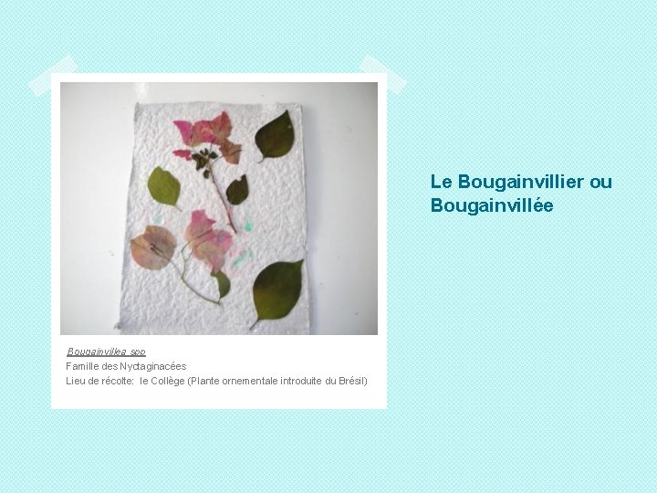 Le Bougainvillier ou Bougainvillée Bougainvillea spp Famille des Nyctaginacées Lieu de récolte: le Collège