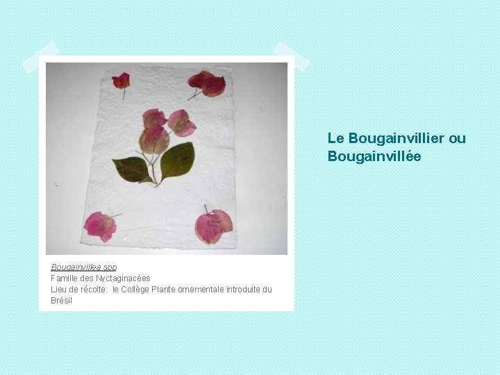 Le Bougainvillier ou Bougainvillée Bougainvillea spp Famille des Nyctaginacées Lieu de récolte: le Collège