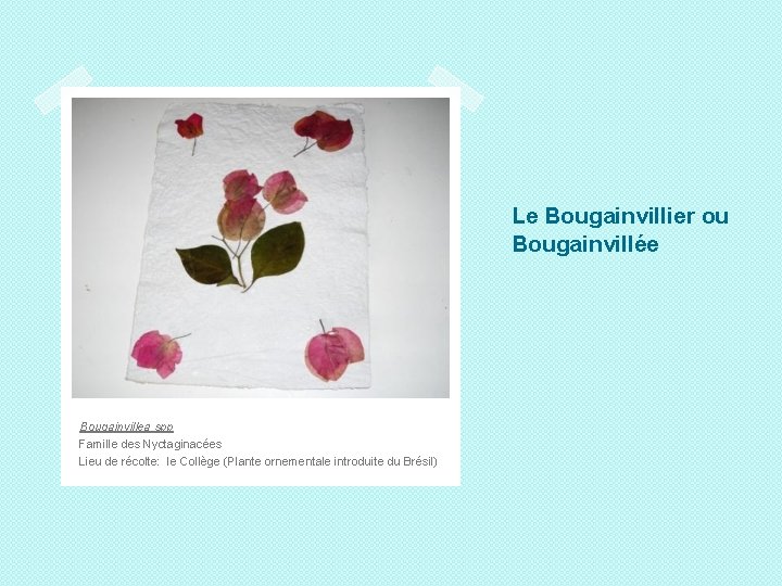 Le Bougainvillier ou Bougainvillée Bougainvillea spp Famille des Nyctaginacées Lieu de récolte: le Collège