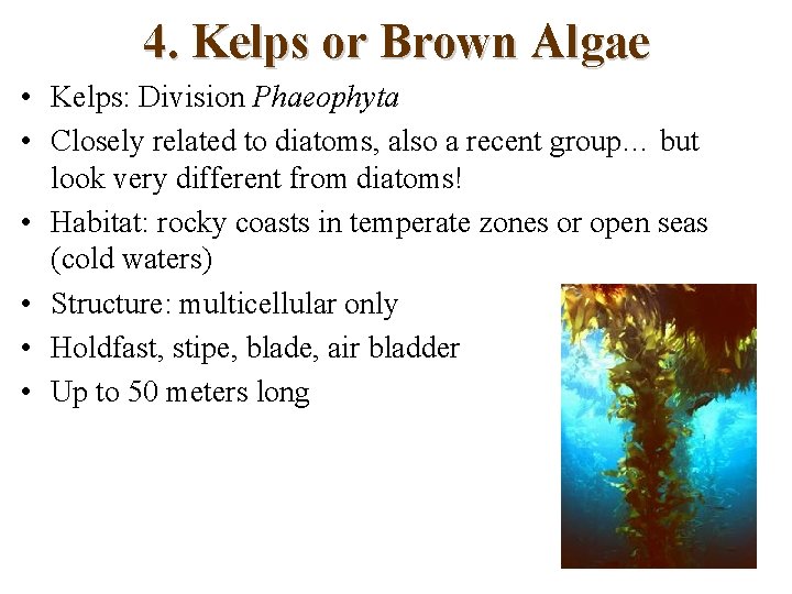 4. Kelps or Brown Algae • Kelps: Division Phaeophyta • Closely related to diatoms,