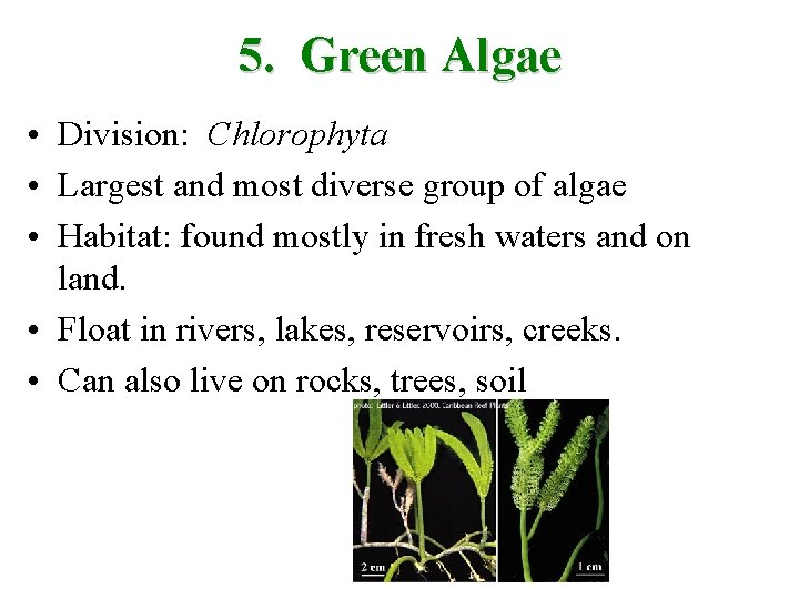 5. Green Algae • Division: Chlorophyta • Largest and most diverse group of algae