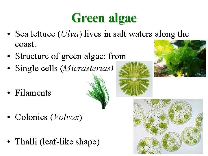 Green algae • Sea lettuce (Ulva) lives in salt waters along the coast. •