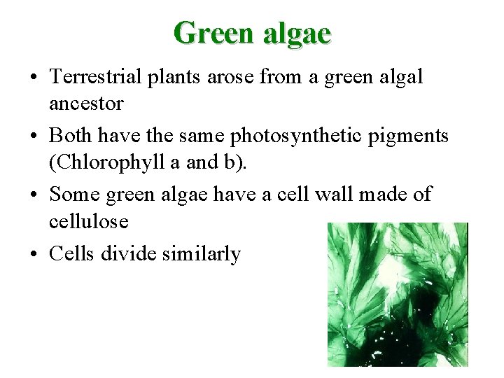 Green algae • Terrestrial plants arose from a green algal ancestor • Both have
