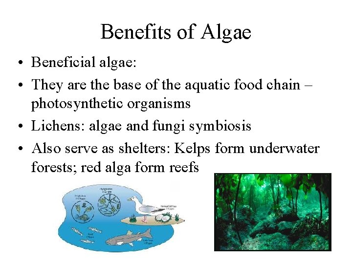 Benefits of Algae • Beneficial algae: • They are the base of the aquatic