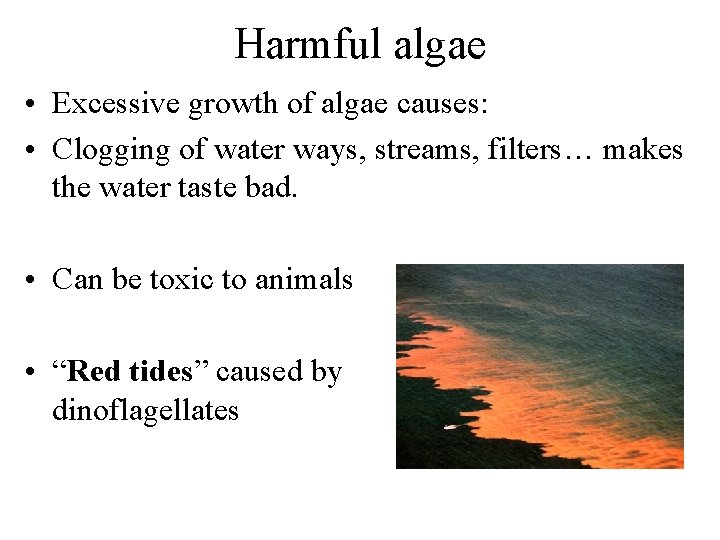Harmful algae • Excessive growth of algae causes: • Clogging of water ways, streams,
