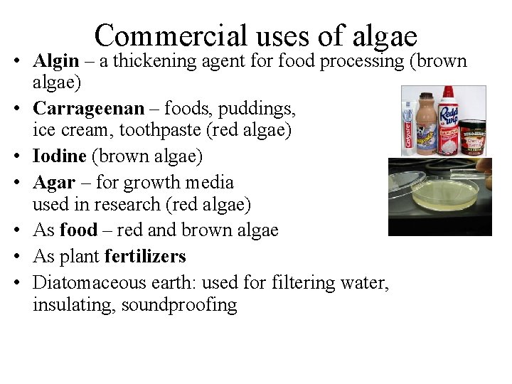 Commercial uses of algae • Algin – a thickening agent for food processing (brown