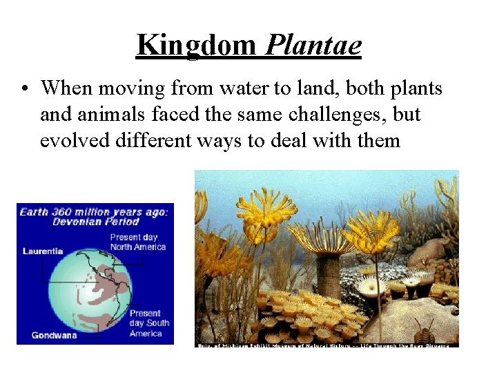 Kingdom Plantae • When moving from water to land, both plants and animals faced