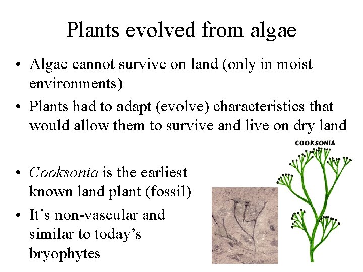 Plants evolved from algae • Algae cannot survive on land (only in moist environments)