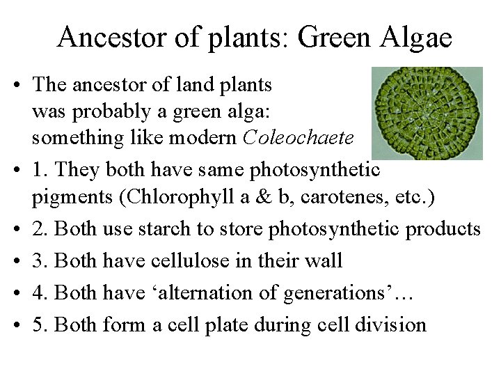Ancestor of plants: Green Algae • The ancestor of land plants was probably a