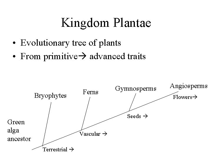 Kingdom Plantae • Evolutionary tree of plants • From primitive advanced traits Bryophytes Ferns