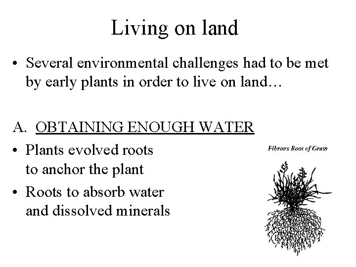 Living on land • Several environmental challenges had to be met by early plants