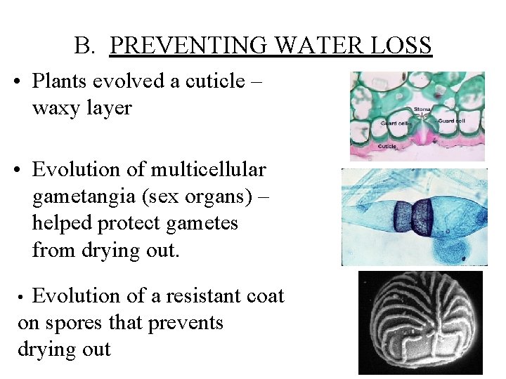 B. PREVENTING WATER LOSS • Plants evolved a cuticle – waxy layer • Evolution