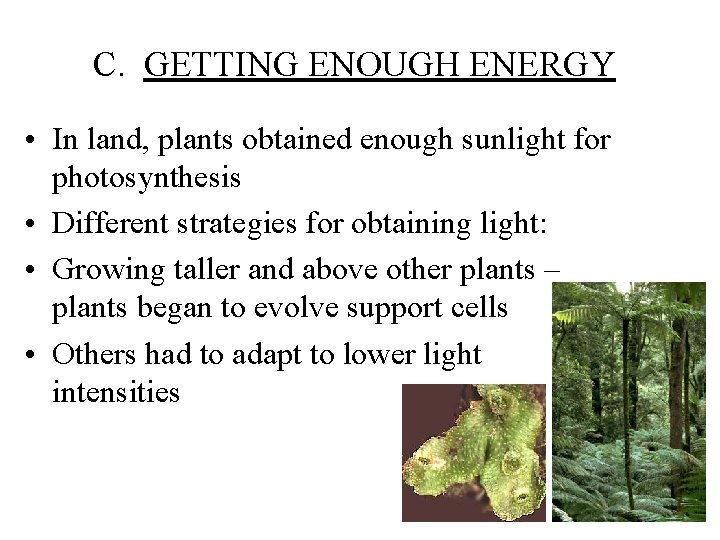 C. GETTING ENOUGH ENERGY • In land, plants obtained enough sunlight for photosynthesis •