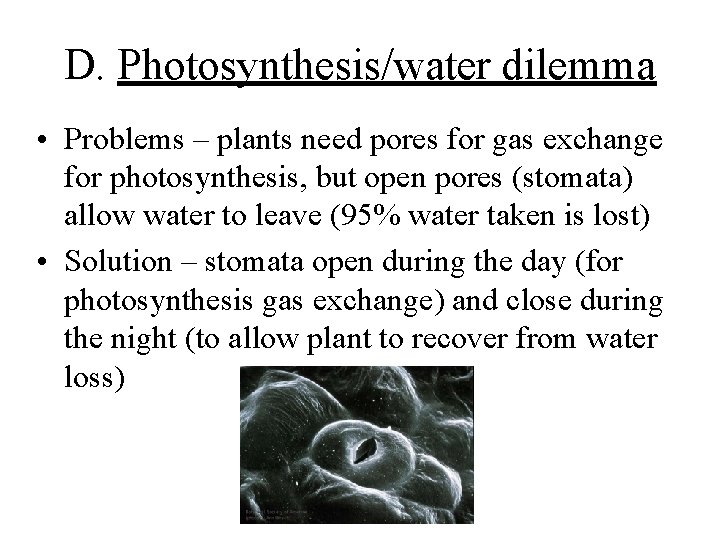 D. Photosynthesis/water dilemma • Problems – plants need pores for gas exchange for photosynthesis,