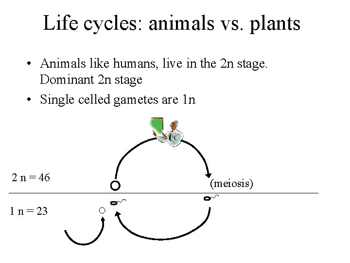 Life cycles: animals vs. plants • Animals like humans, live in the 2 n