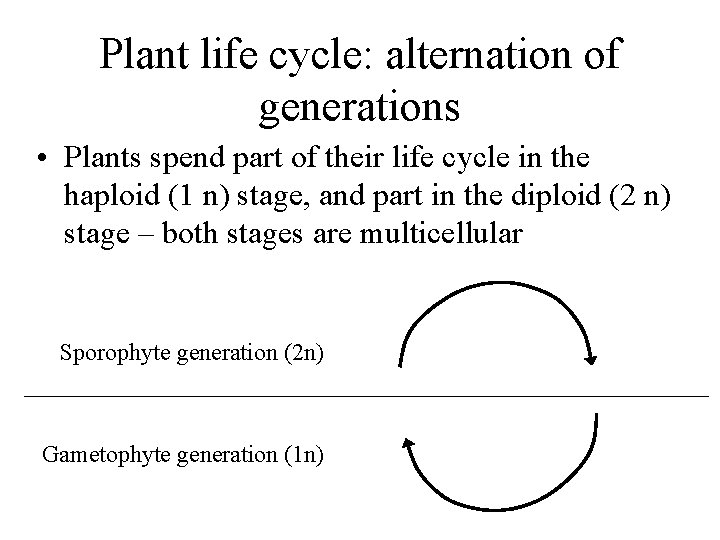 Plant life cycle: alternation of generations • Plants spend part of their life cycle