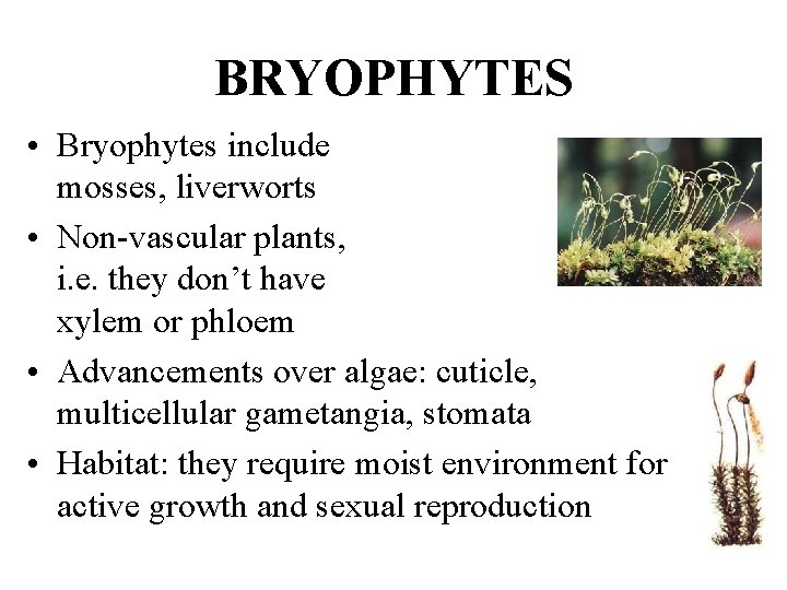 BRYOPHYTES • Bryophytes include mosses, liverworts • Non-vascular plants, i. e. they don’t have