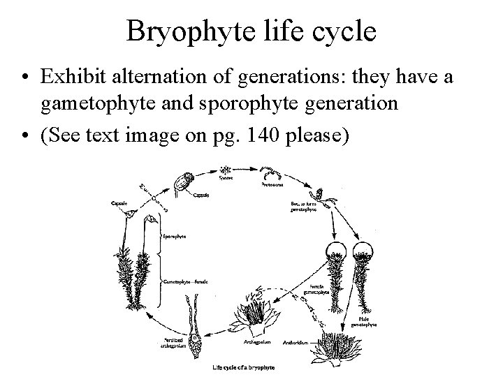 Bryophyte life cycle • Exhibit alternation of generations: they have a gametophyte and sporophyte